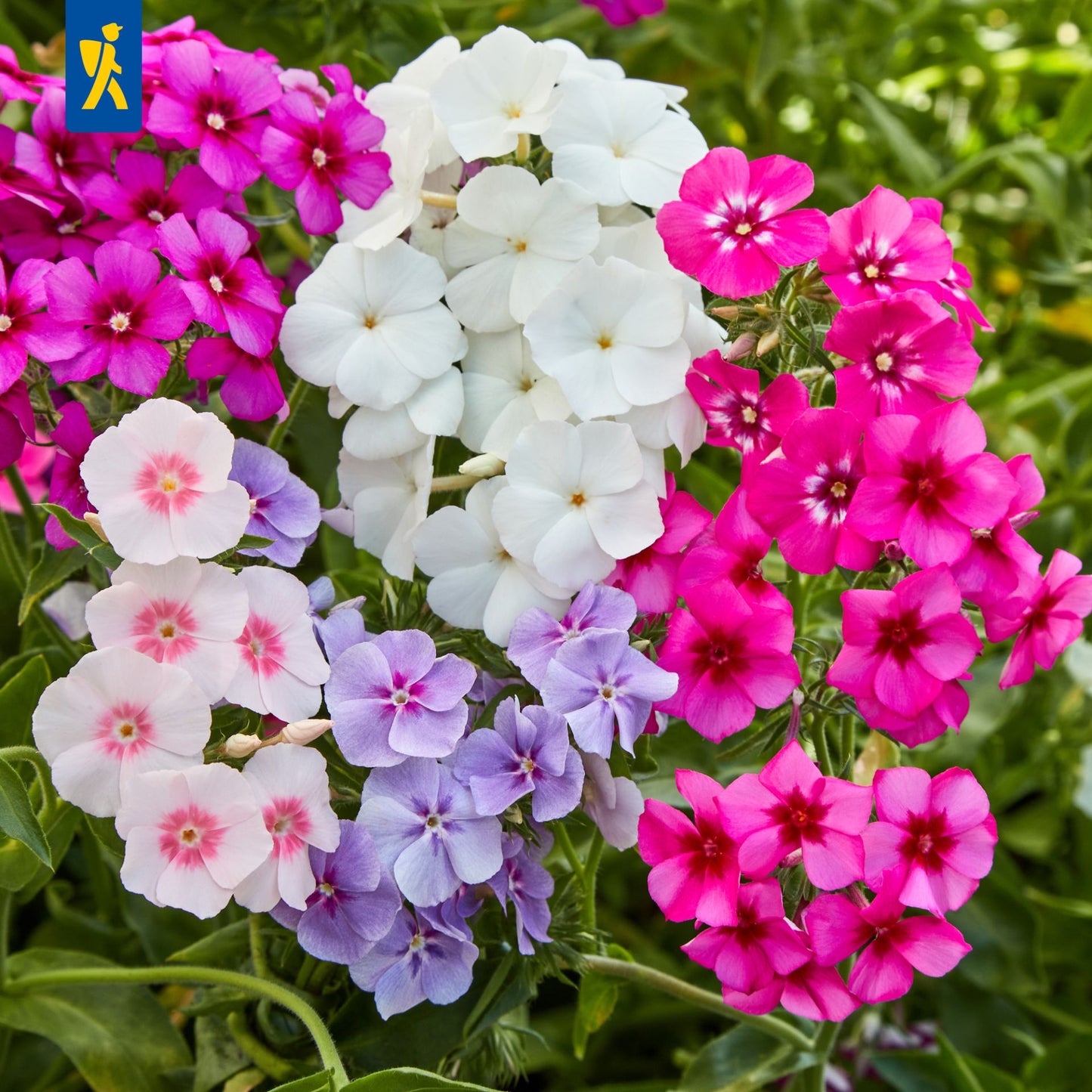 Flammenblumensamen Sommer-Phlox Mischung