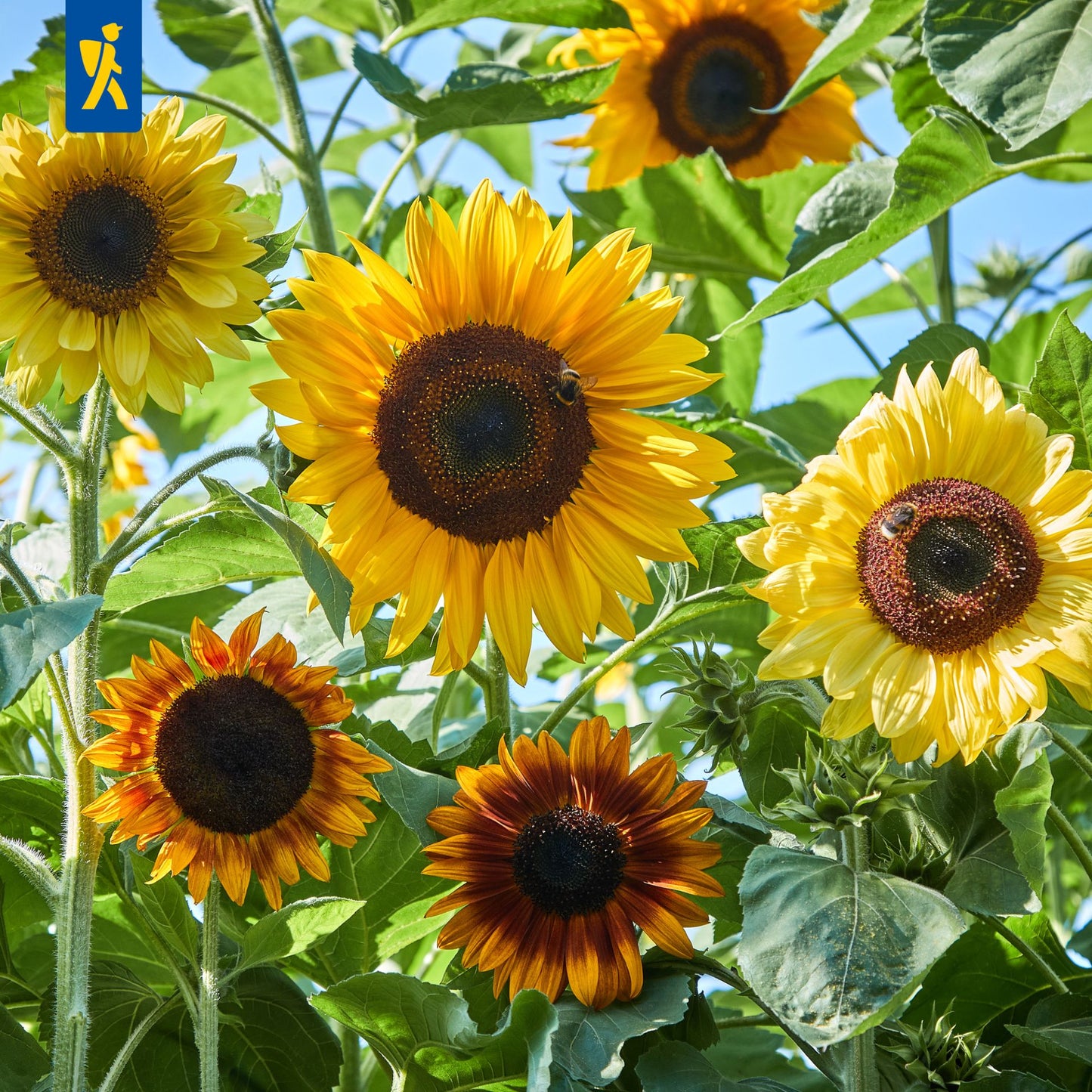 Sonnenblumensamen Riesenblumige Mischung