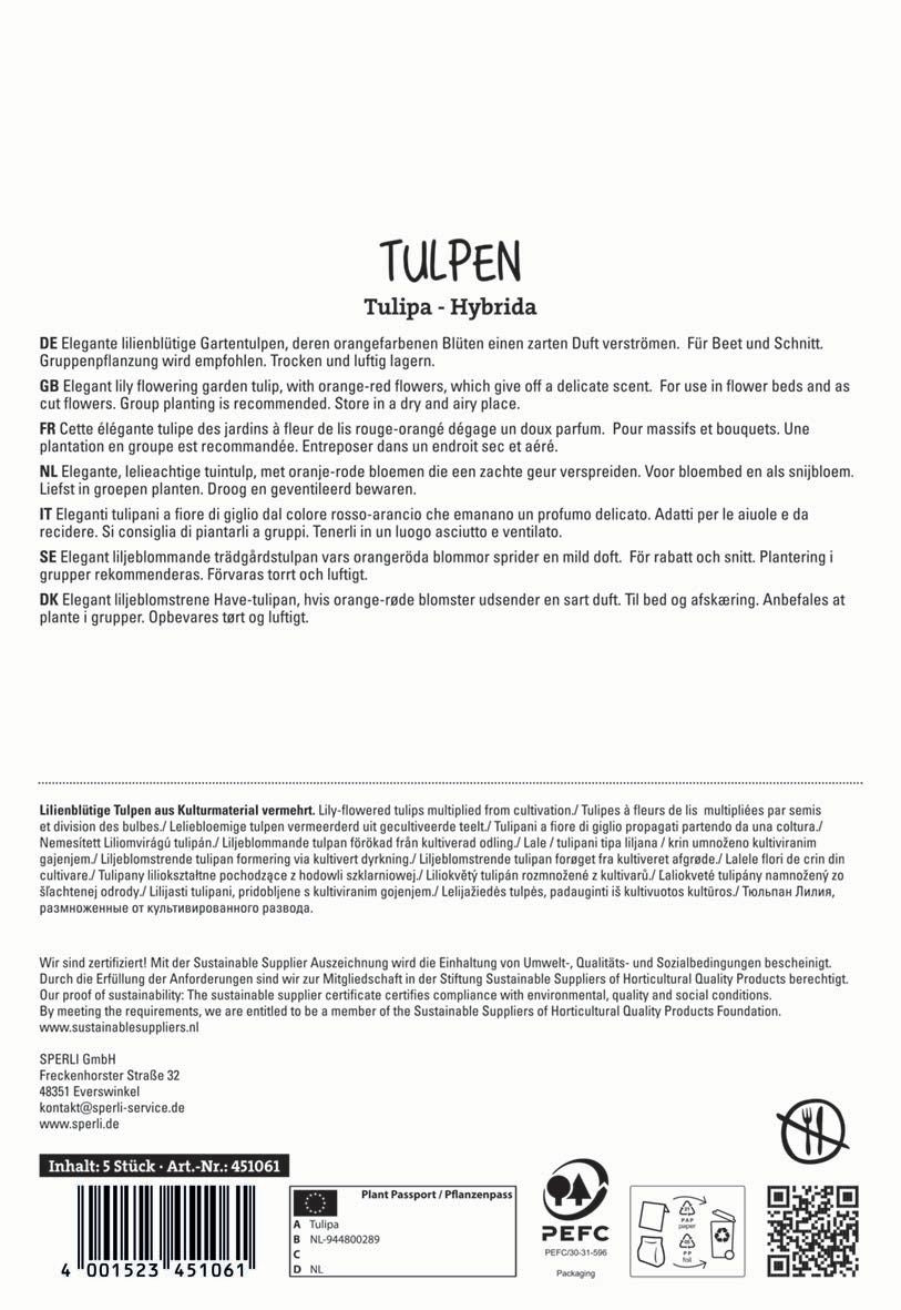 Lilienblütige Tulpe Ballerina