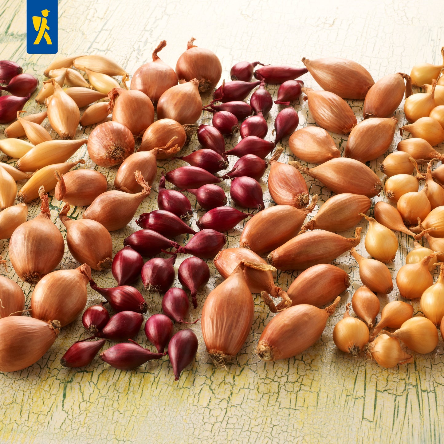 Steckzwiebeln Rote 250g