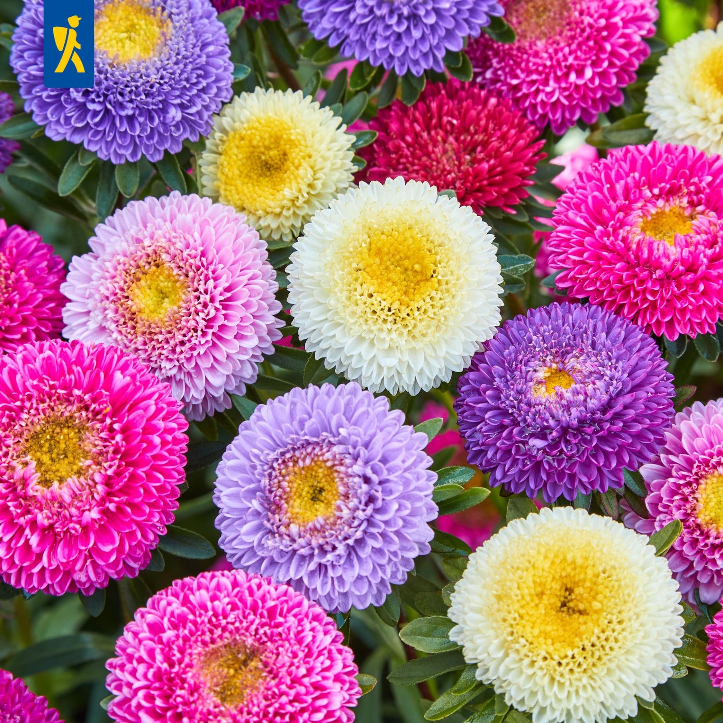 Sommerastersamen Pompon Mischung