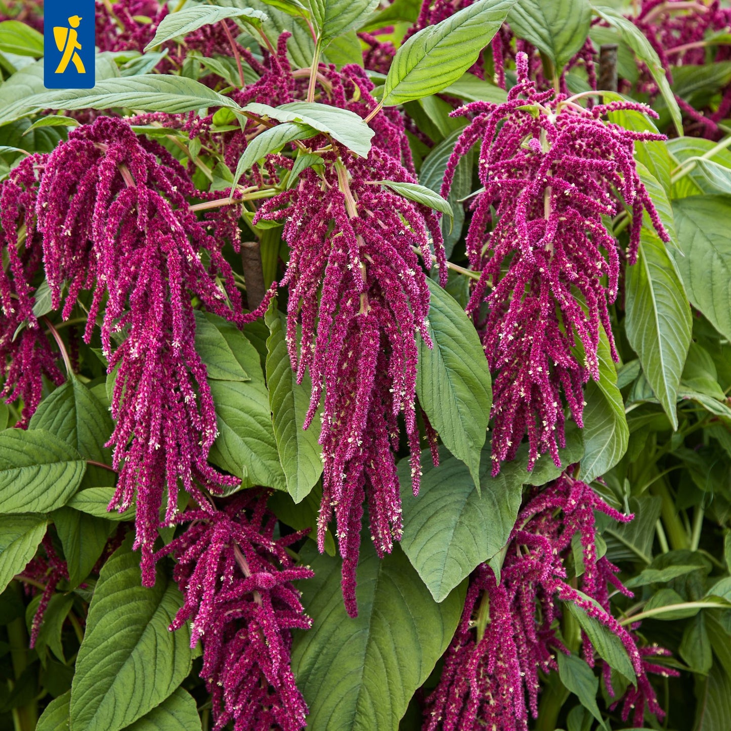 Fuchsschwanzsamen Roter Gartenamaranth