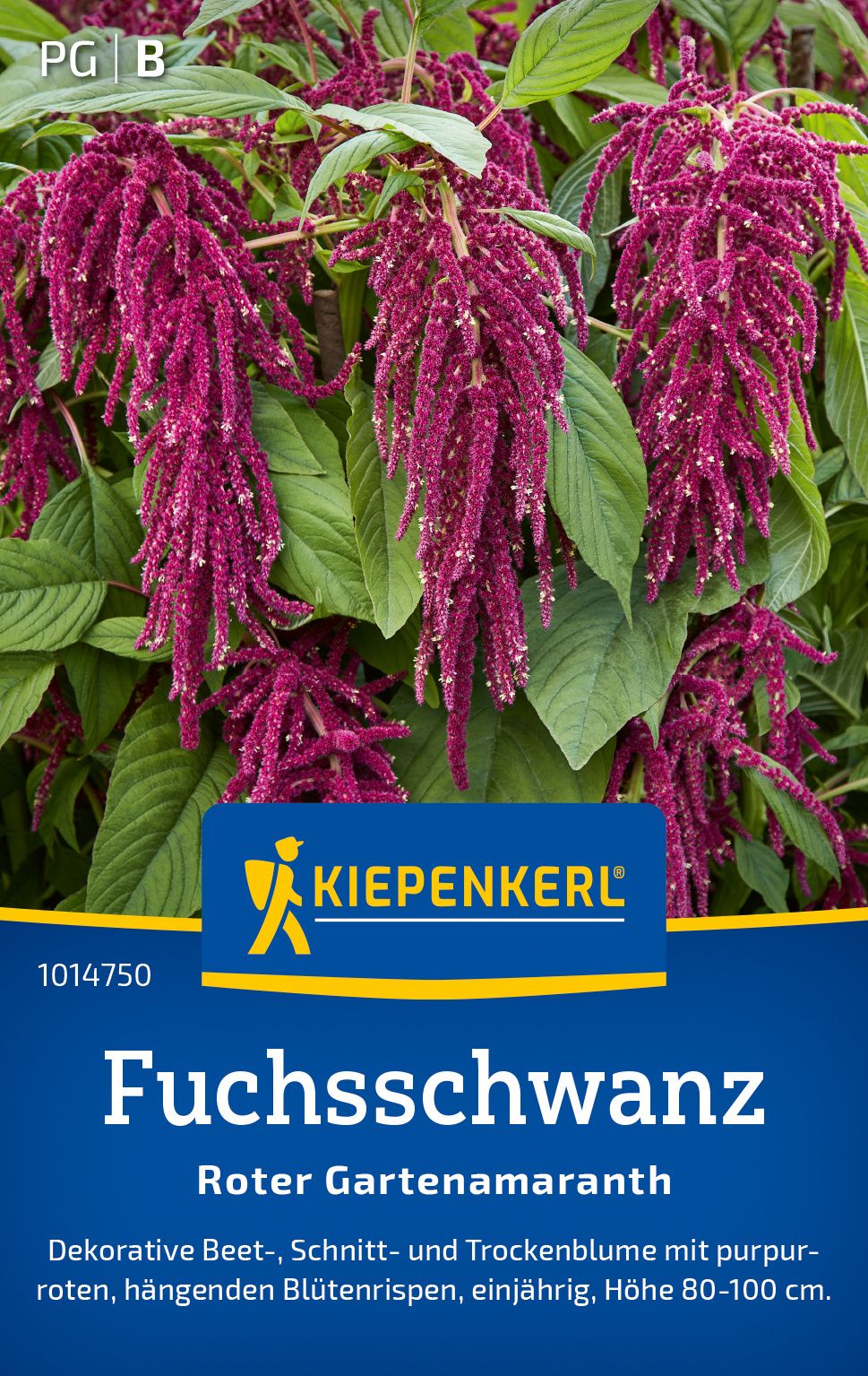 Fuchsschwanzsamen Roter Gartenamaranth