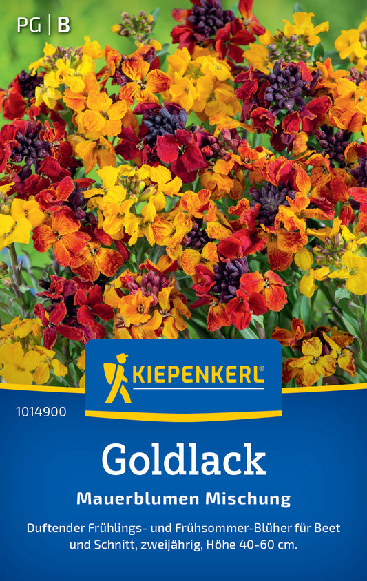 Goldlacksamen Mauerblumen Mischung