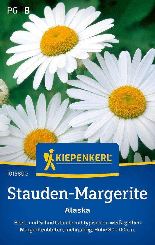 Stauden-Margeritensamen Alaska