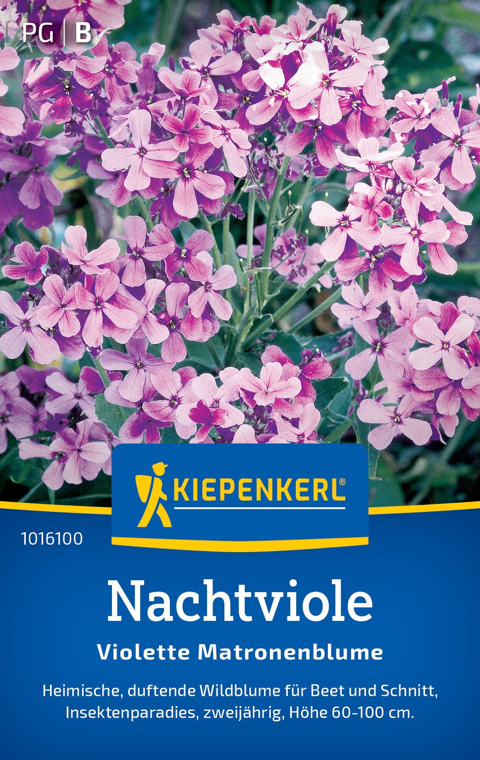 Nachtviolensamen Violette Matronenblume