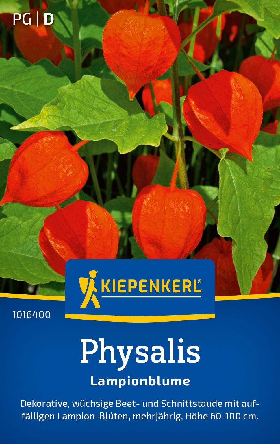 Physalissamen Lampionblume