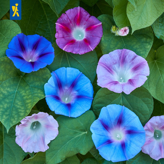 Prunkwindensamen Morning Glory Mischung