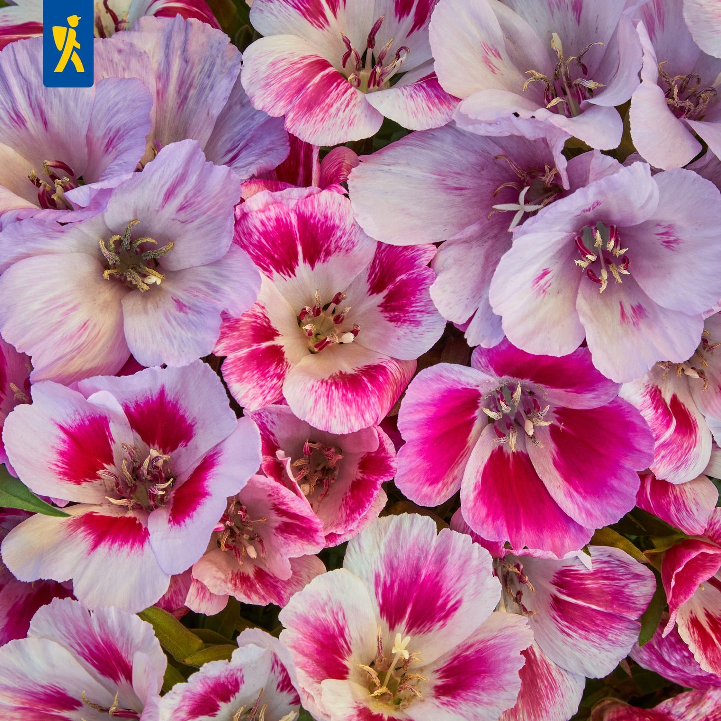 Sommerazaleesamen Godetia Mischung