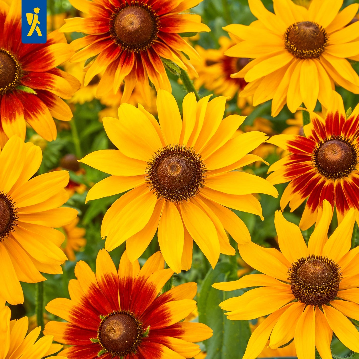 Sonnenhutsamen Rudbeckien Mischung
