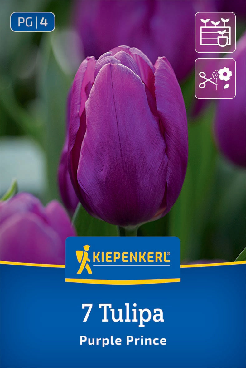 Purple Prince Tulpen