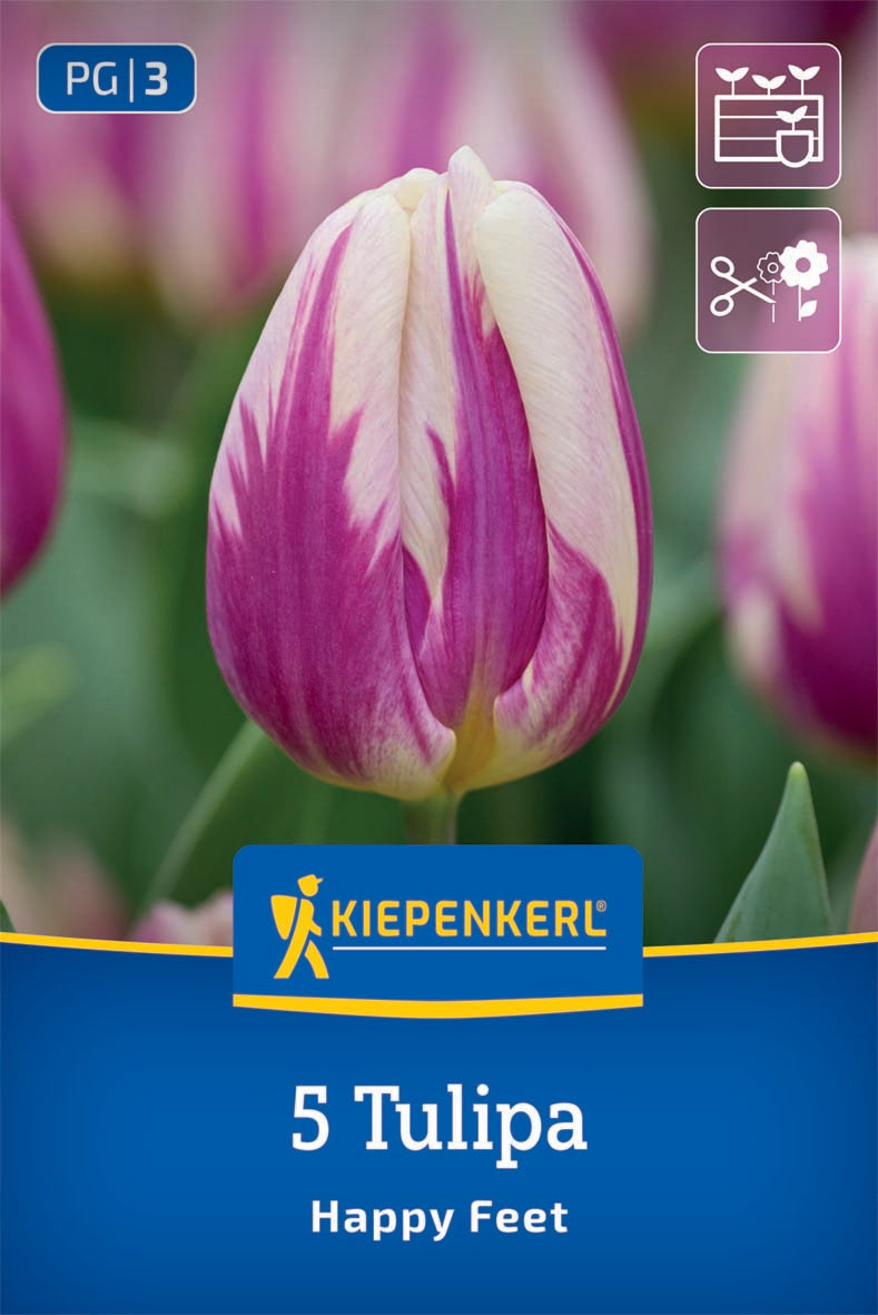 Triumph-Tulpe Happy Feet