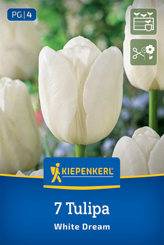 White Dream Tulpe