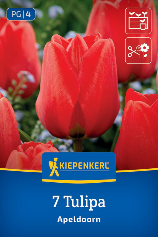 Darwin-Hybrid-Tulpe Apeldoorn