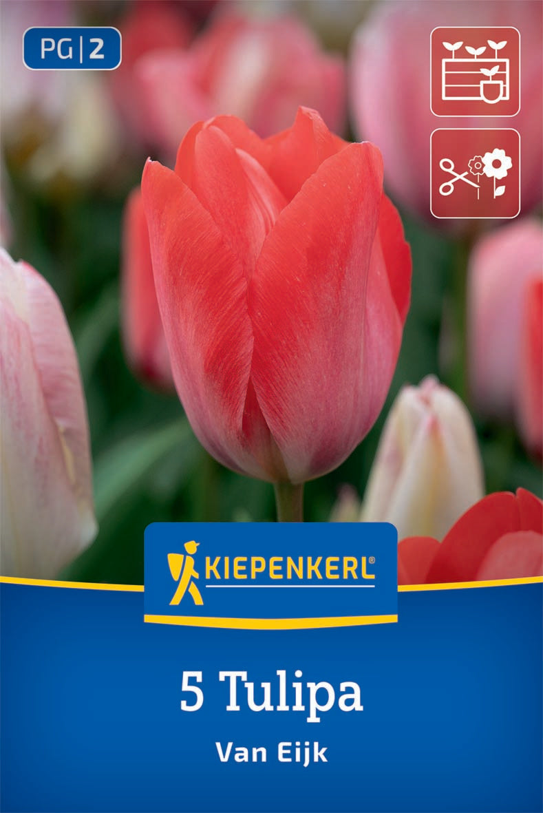 Darwin-Hybrid-Tulpe Van Eijk