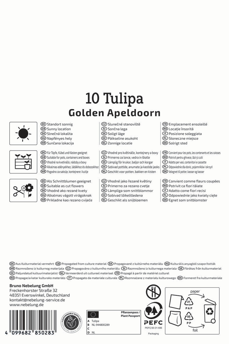 Darwin-Hybrid-Tulpe Golden Apeldoorn