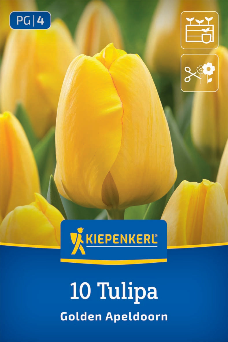 Darwin-Hybrid-Tulpe Golden Apeldoorn