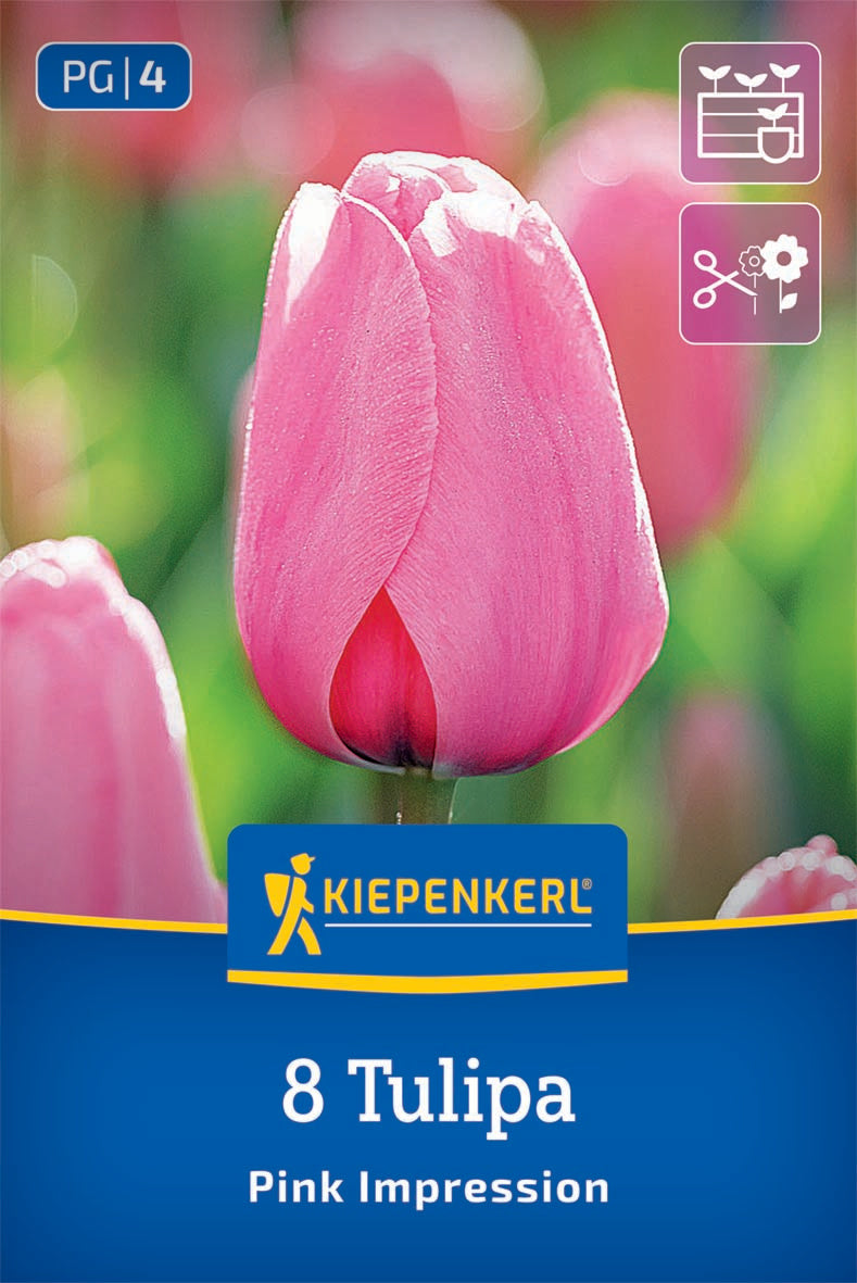 Darwin-Hybrid-Tulpe Pink Impression