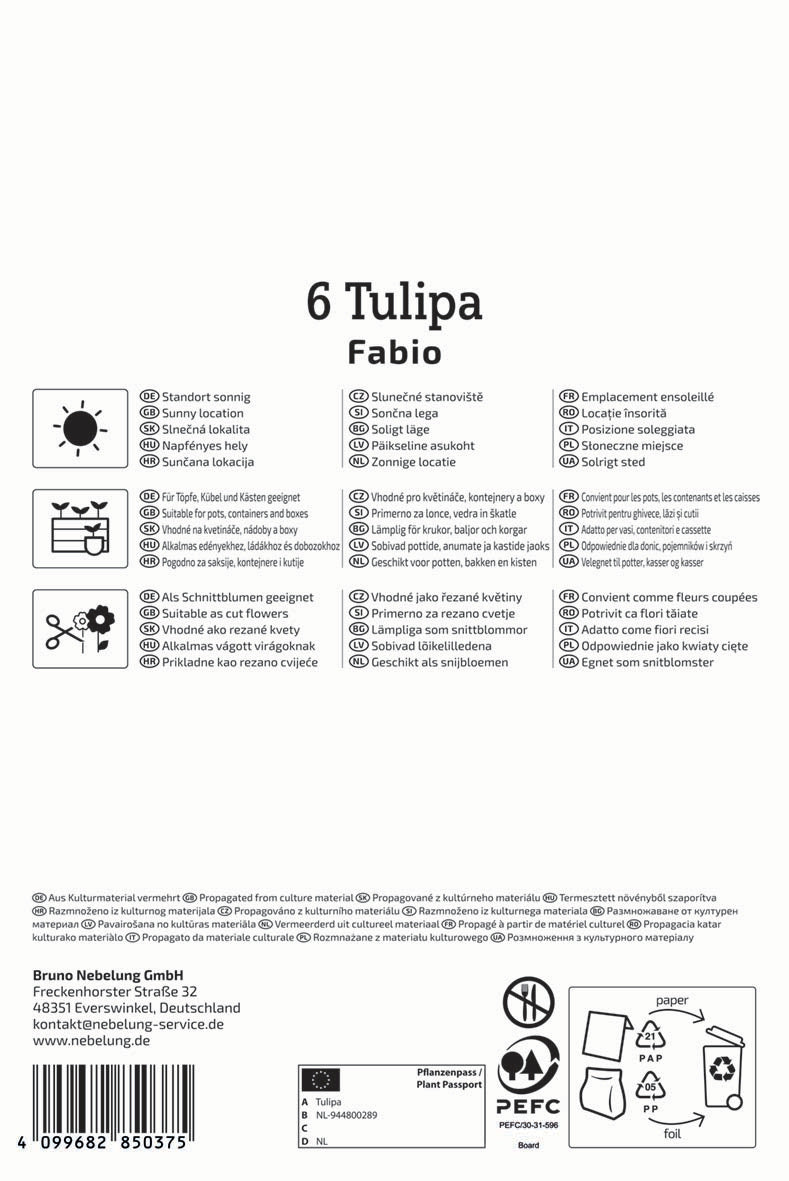 Gefranste Tulpe Fabio