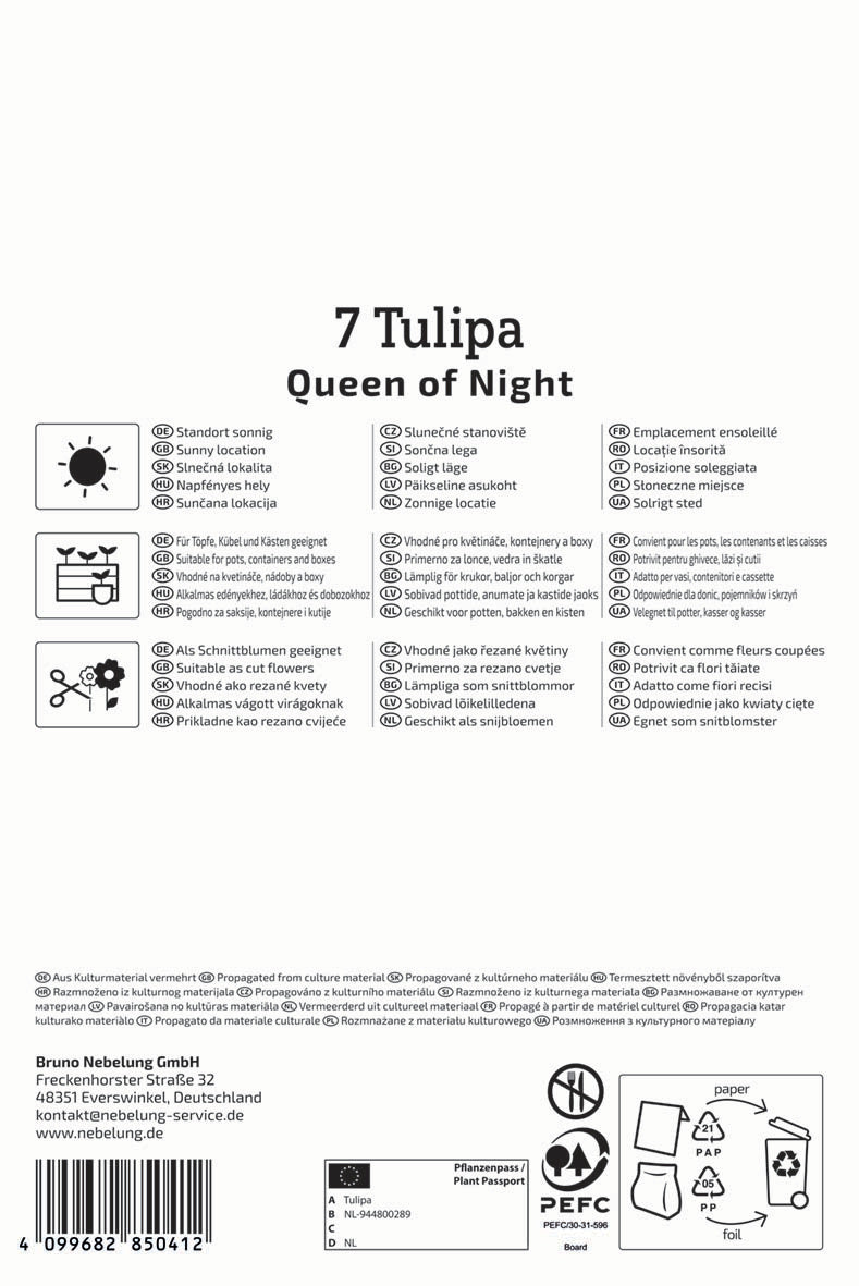 Einfache späte Tulpe Queen of Night