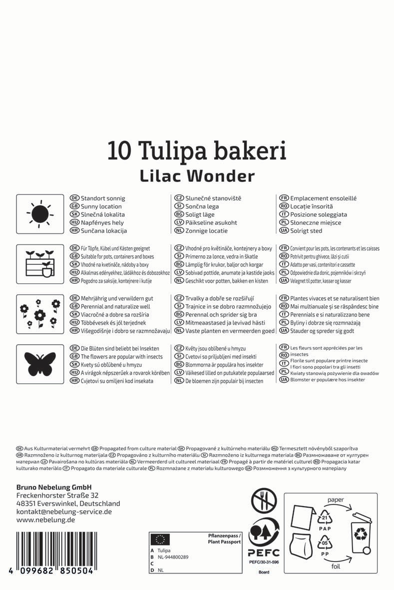 Wildtulpe Lilac Wonder