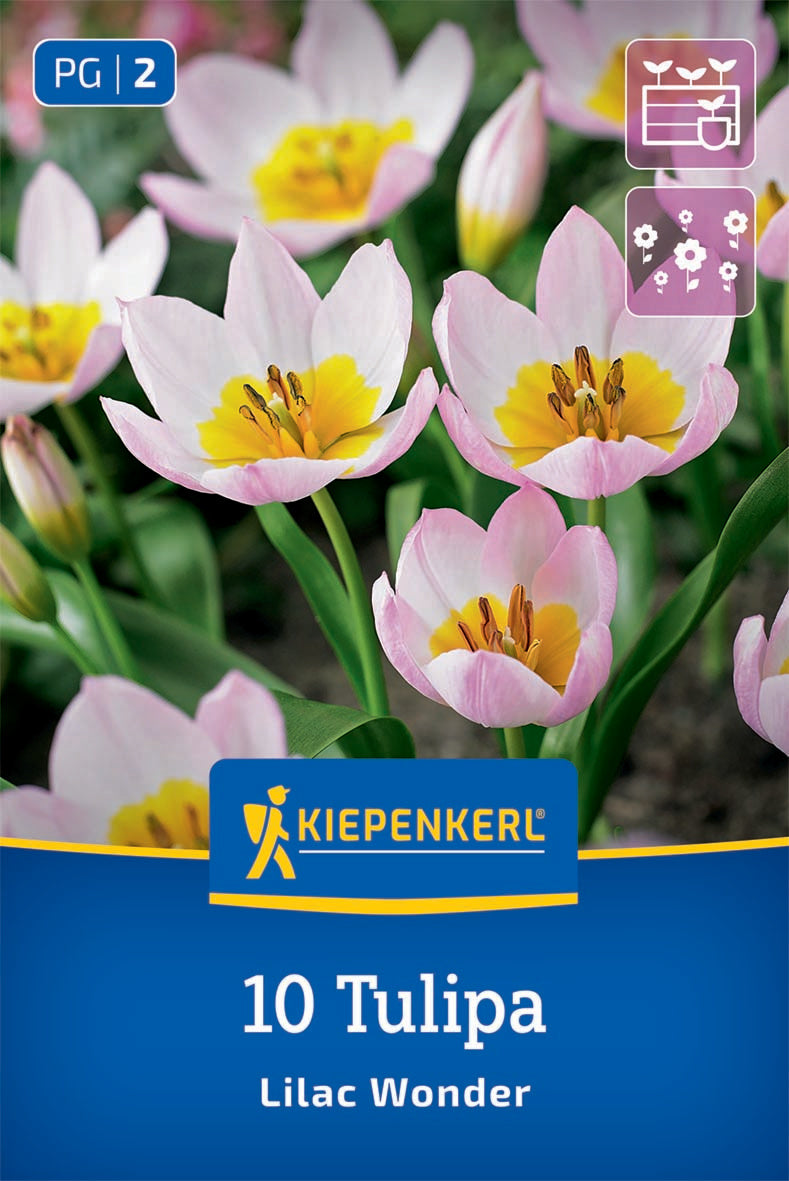 Wildtulpe Lilac Wonder