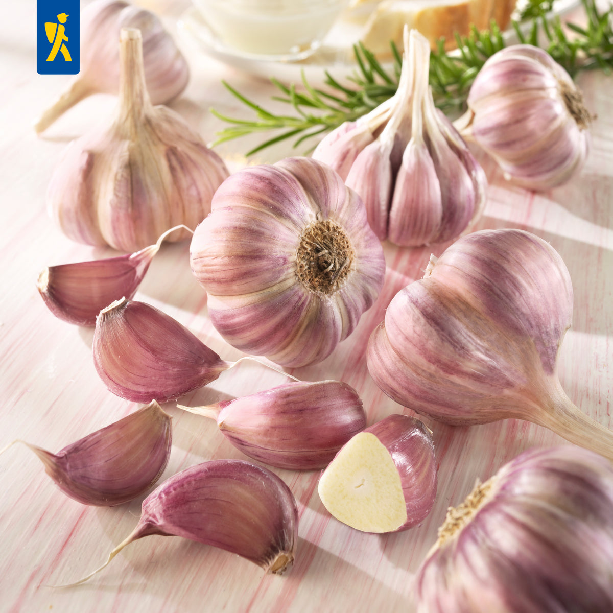 Winterknoblauch Germidour - violett