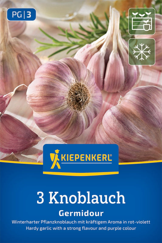 Winterknoblauch Germidour - violett