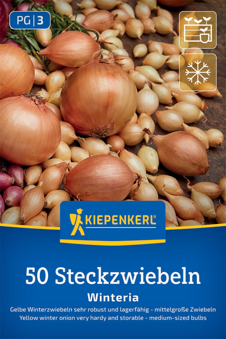 Gelbe Wintersteckzwiebel Winteria