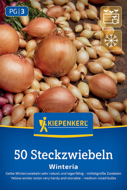 Gelbe Wintersteckzwiebel Winteria