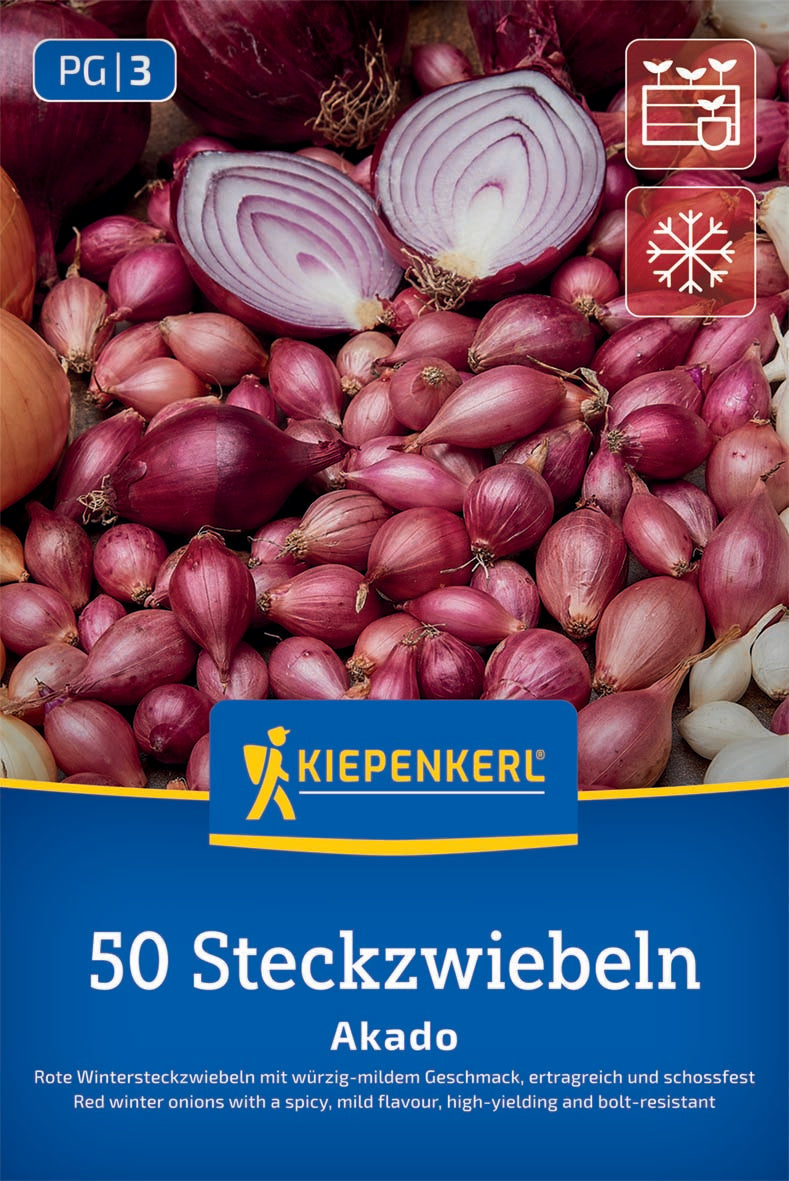 Rote Wintersteckzwiebel Akado