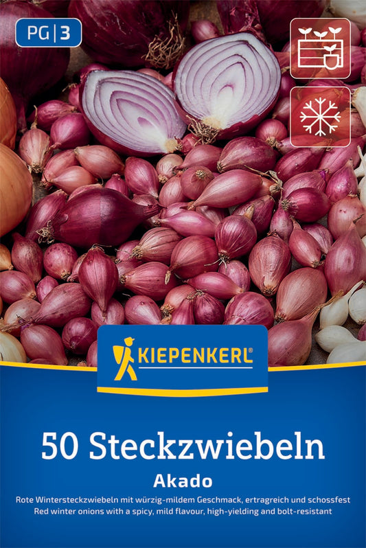 Rote Wintersteckzwiebel Akado