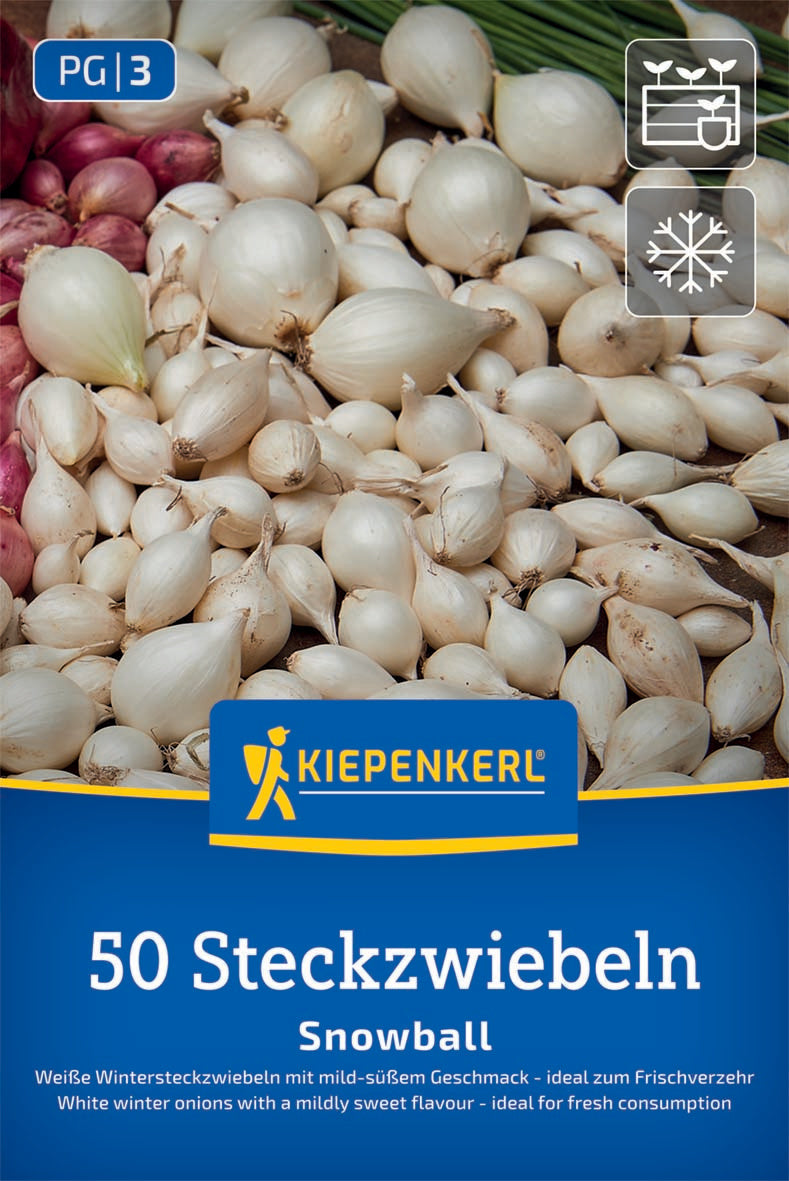 Weiße Wintersteckzwiebel Snowball