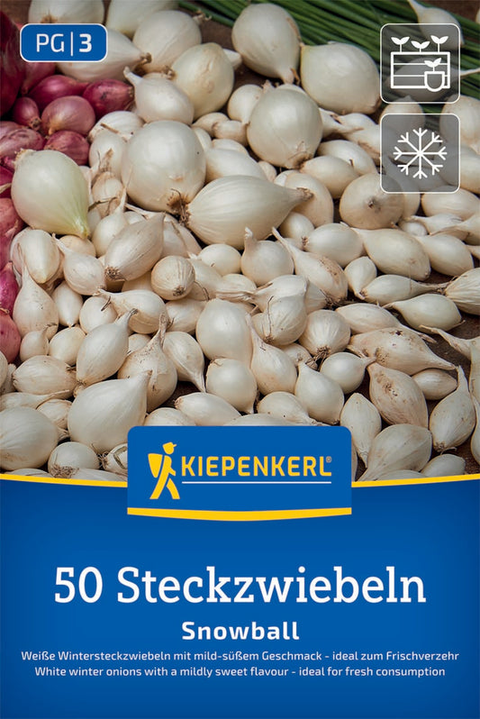 Weiße Wintersteckzwiebel Snowball