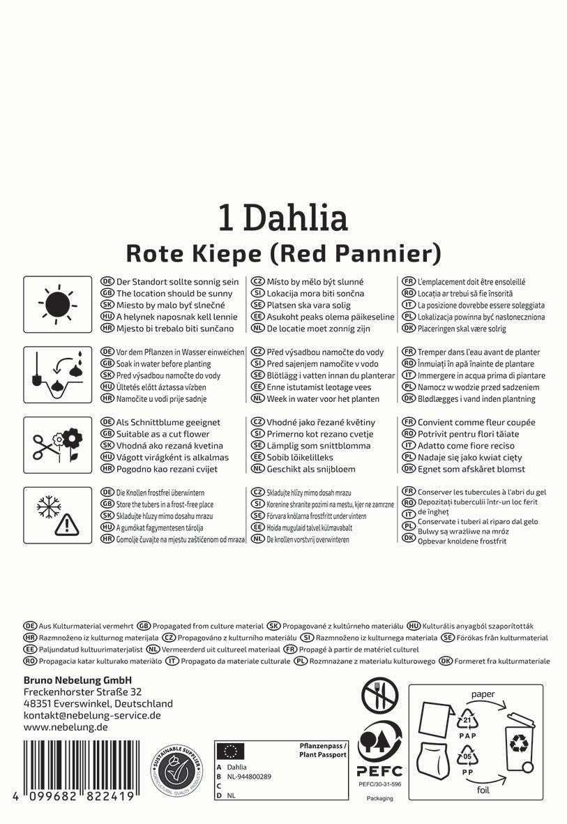 Dekorative Dahlie Rote Kiepe
