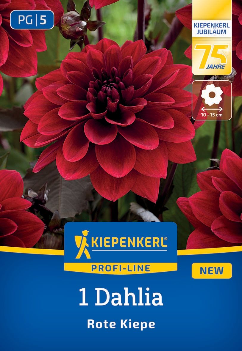 Dekorative Dahlie Rote Kiepe