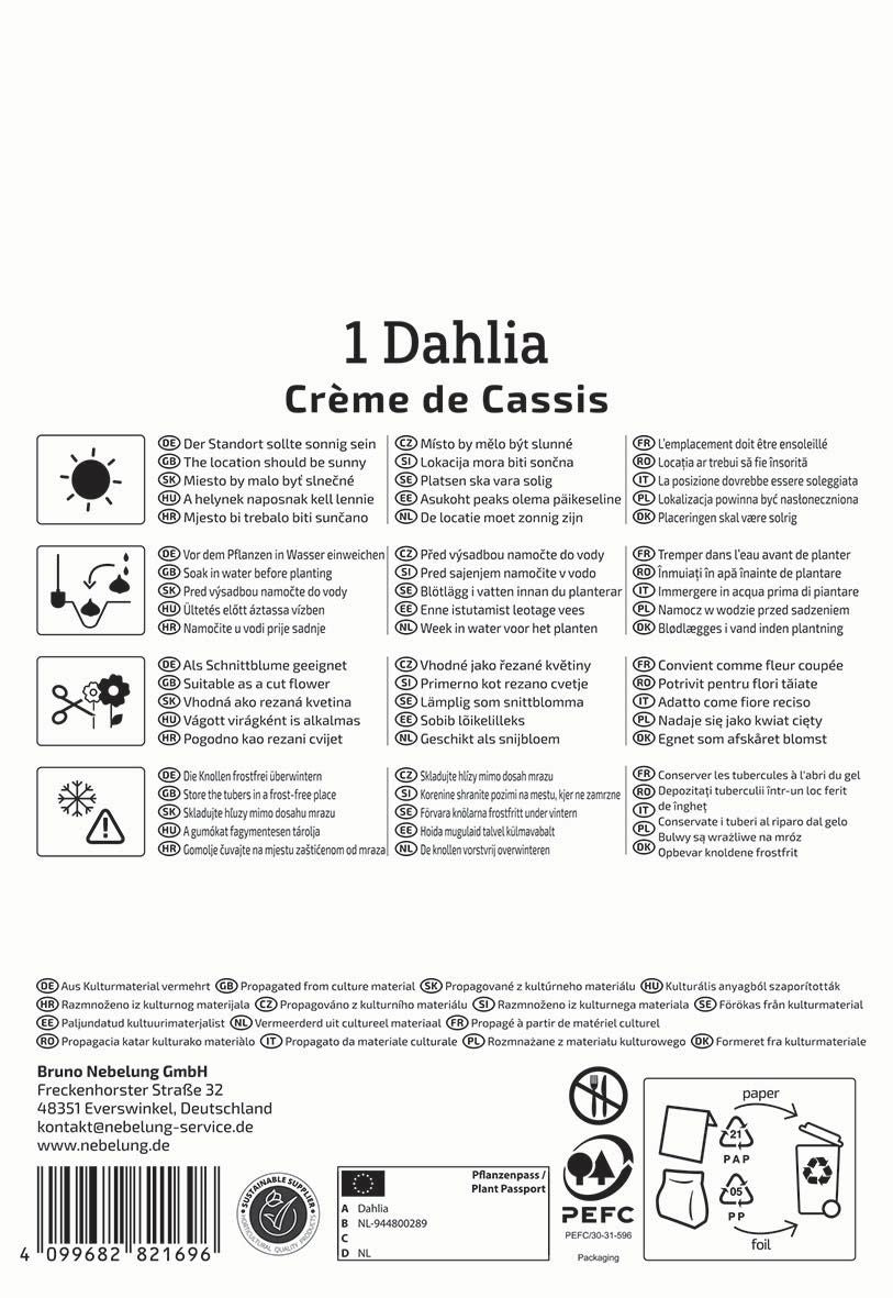 Seerosen-Dahlie Crème de Cassis
