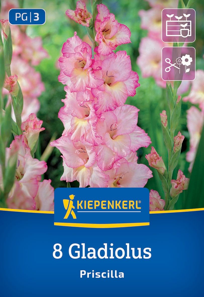 Großblumige Gladiole Priscilla