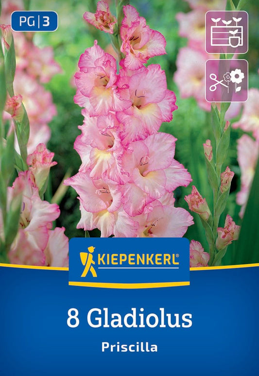 Großblumige Gladiole Priscilla