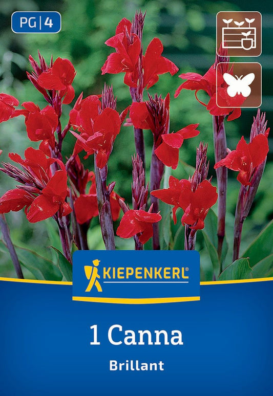 Blumenrohr Brillant