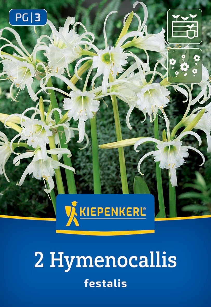 Schönhäutchen Ismene