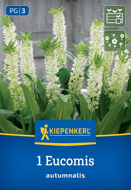 Eucomis autumnalis