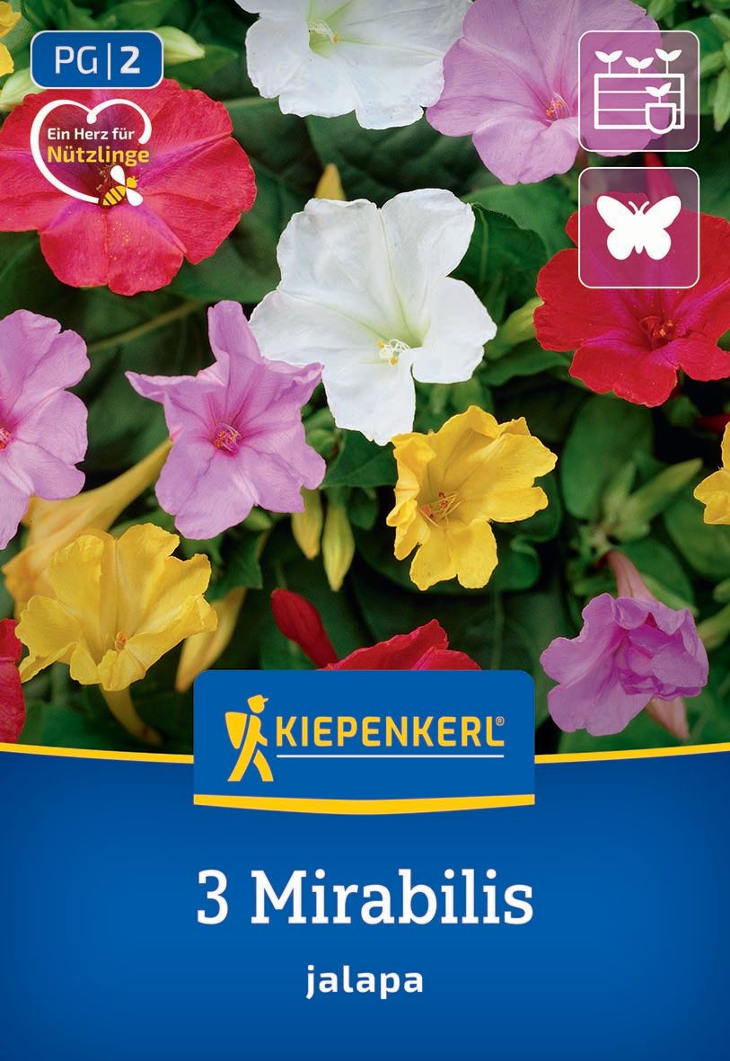 Wunderblume