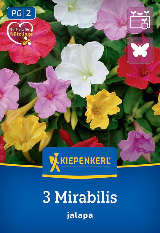 Wunderblume