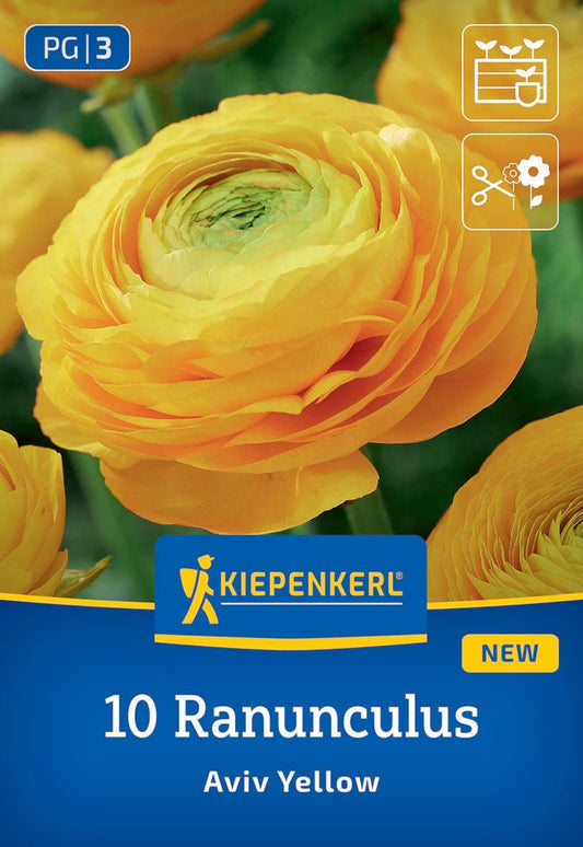 Ranunkeln Gelb
