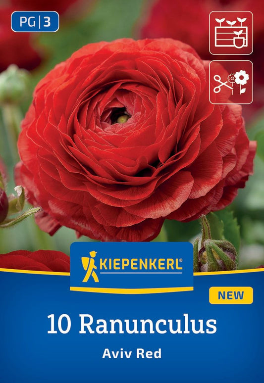 Ranunkeln Rot