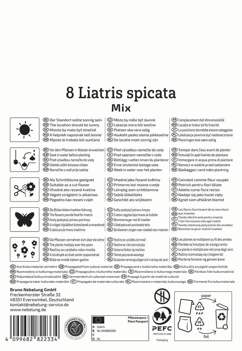 Prachtscharte Liatris Blau und Weiß