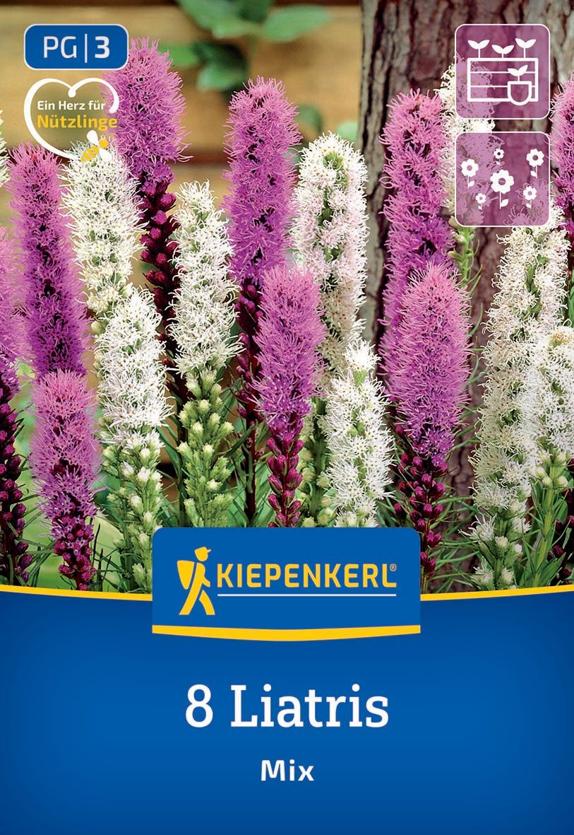 Prachtscharte Liatris Blau und Weiß
