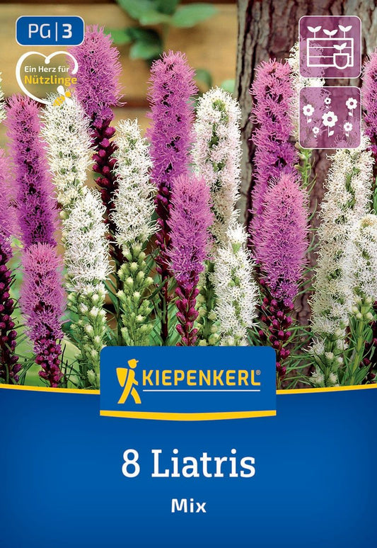 Prachtscharte Liatris Blau und Weiß