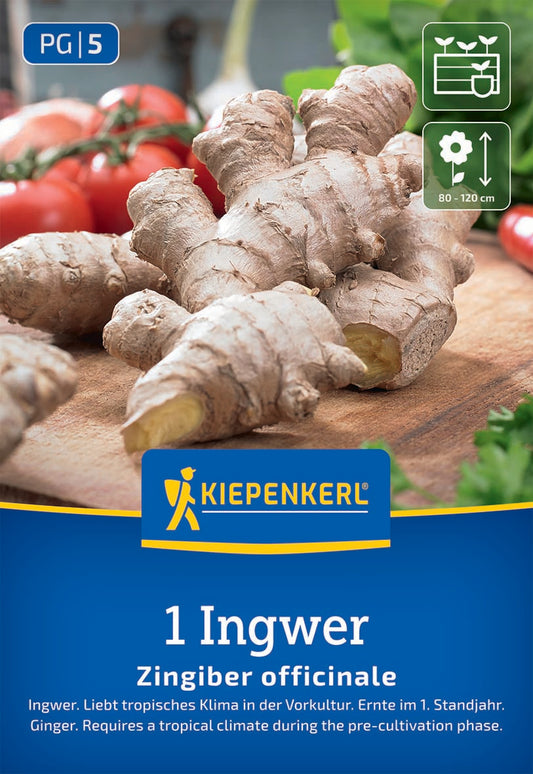 Ingwer
